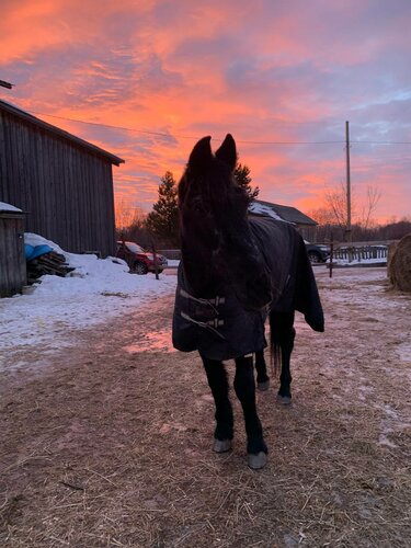 At ve binicilik kulüpleri Klub Lyubiteley Loshadey, Arhangelsk, foto