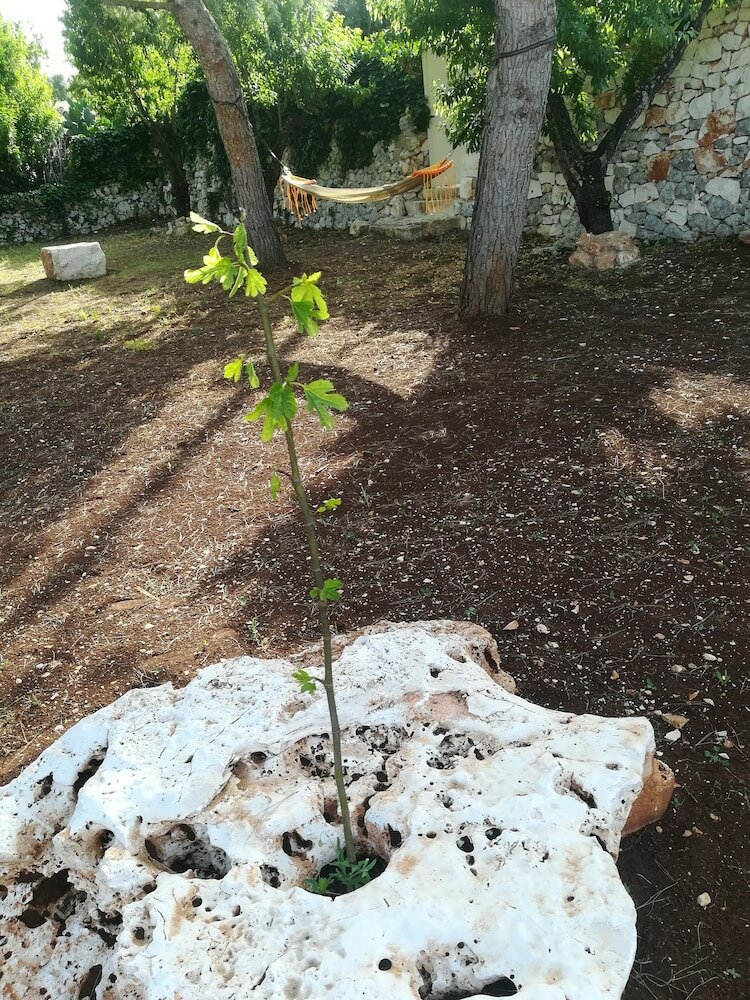 Фото Dimora il Mandorlo