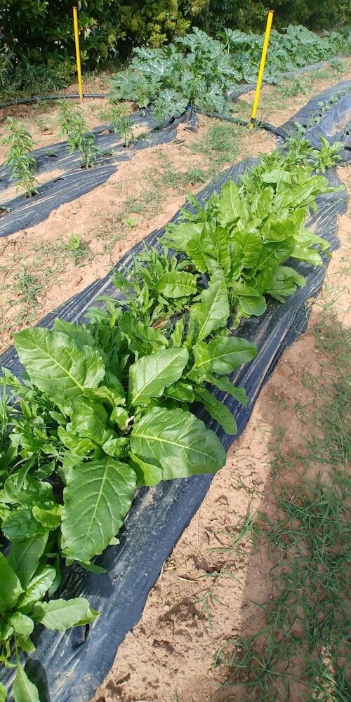 Фото La Piana degli Ulivi