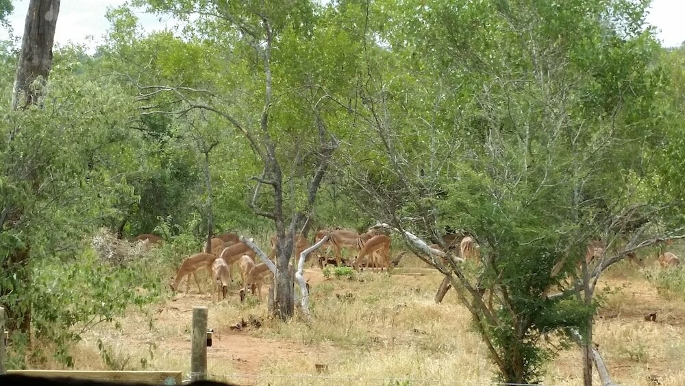 Фото Call of the Wild Lodge