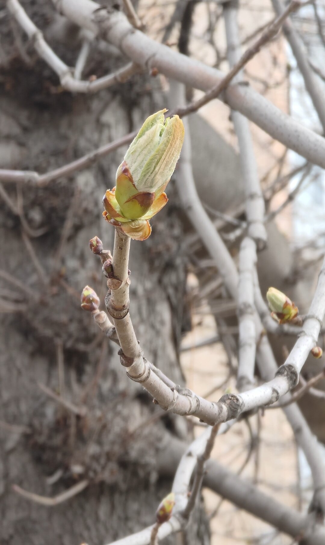 Фото Ханзер