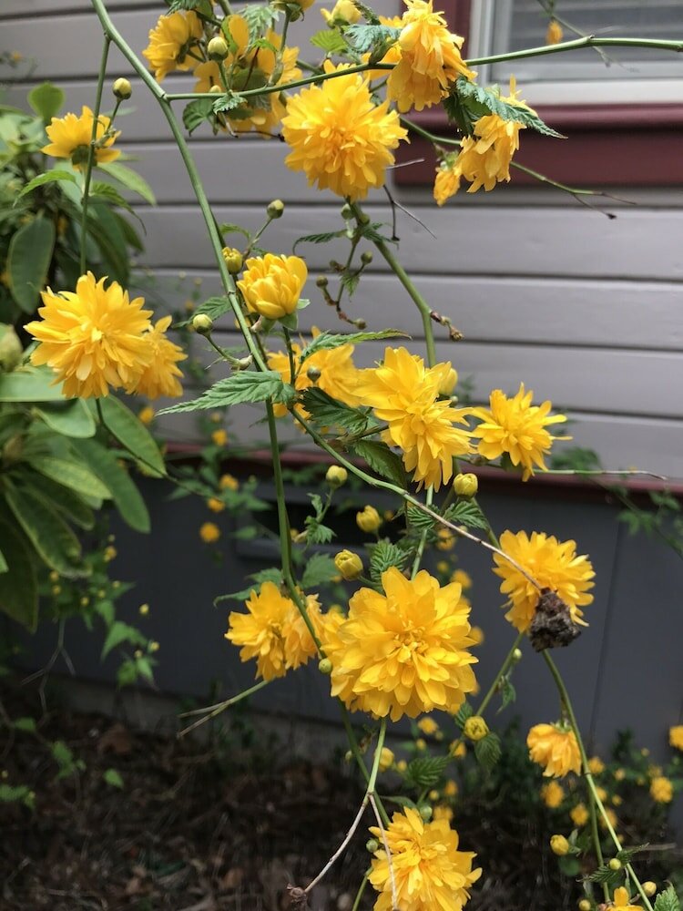 Фото Arden Forest Inn