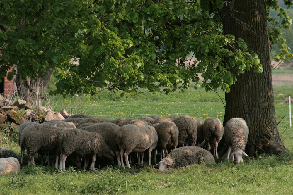 Фото Biohotel Stiftsgut Wilhelmsglücksbrunn
