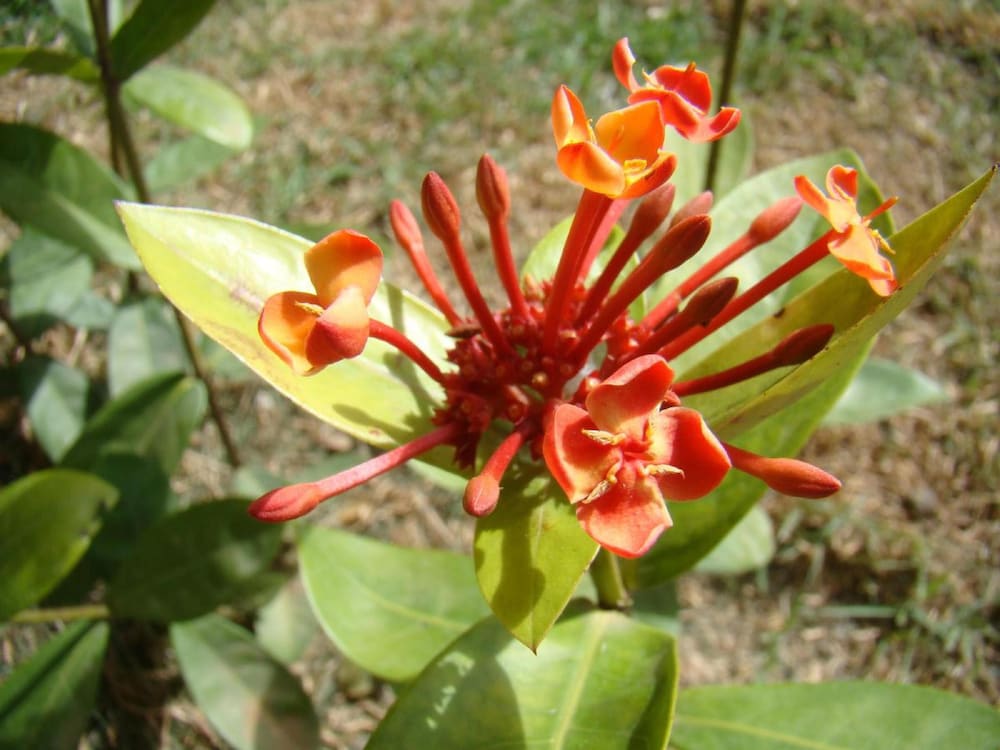 Фото Aparecida Hotel