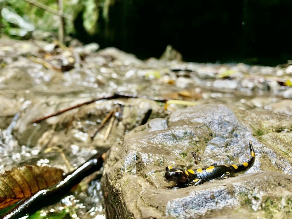 Фото Tenuta Novecento Bio Agriturismo