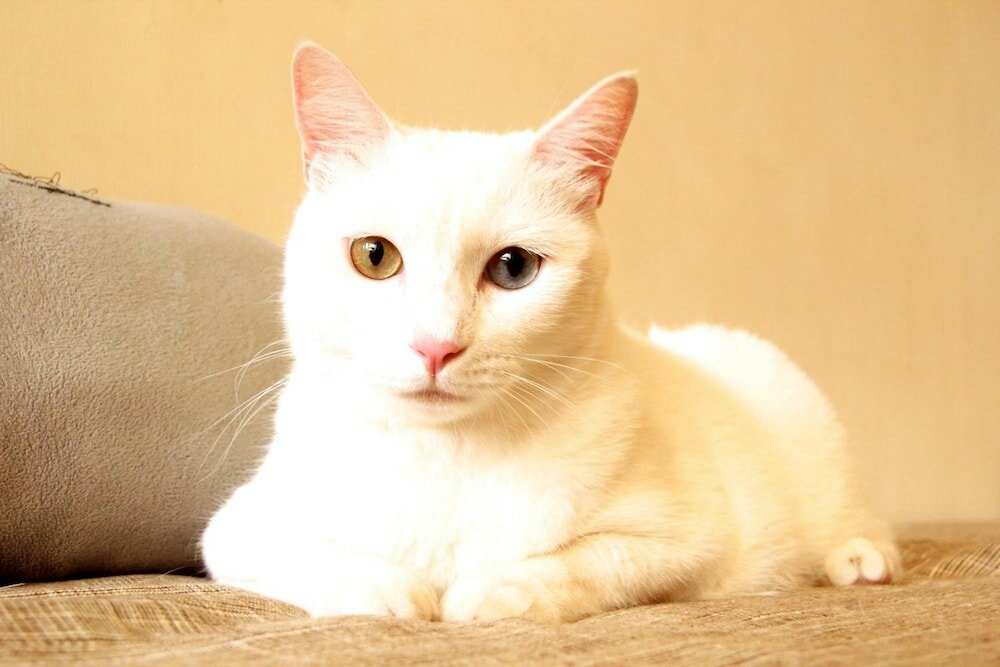 Фото Surfspot House