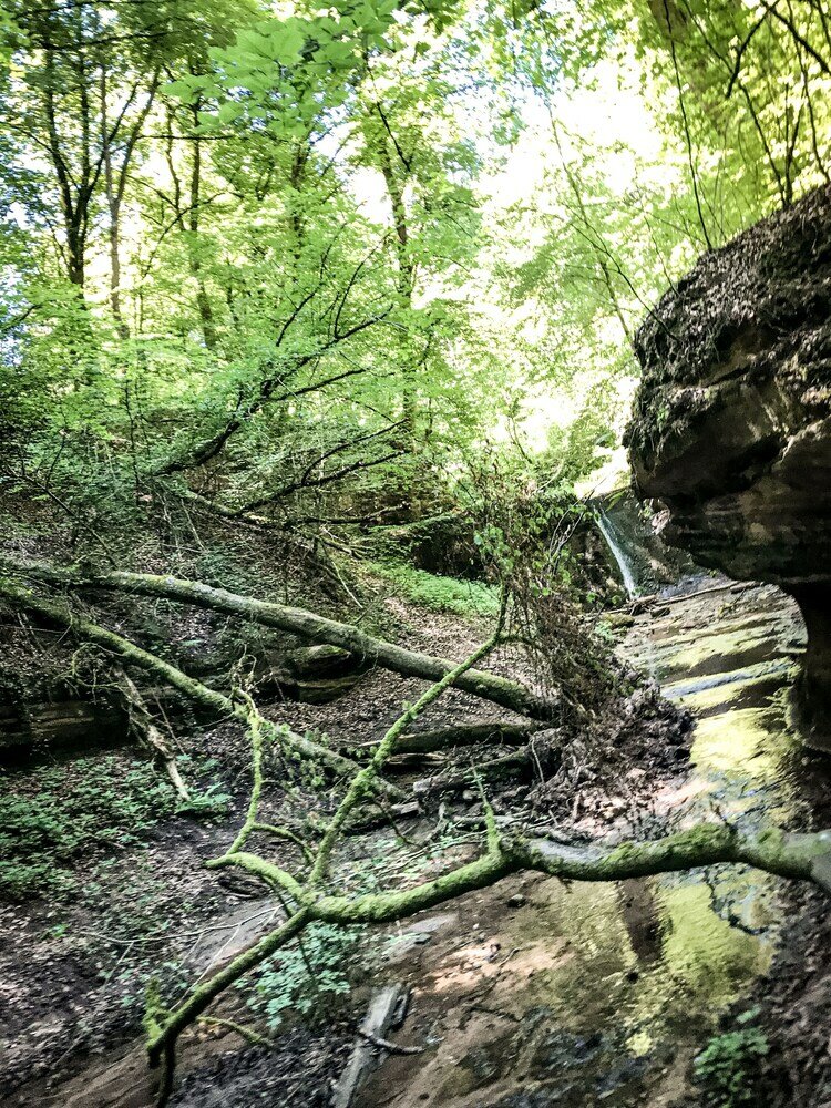 Фото The Backyard