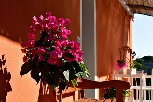 Гостиница Agriturismo Un Mare di Fiori