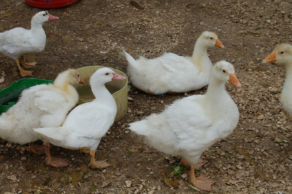 Фото Agriturismo Santa Caterina