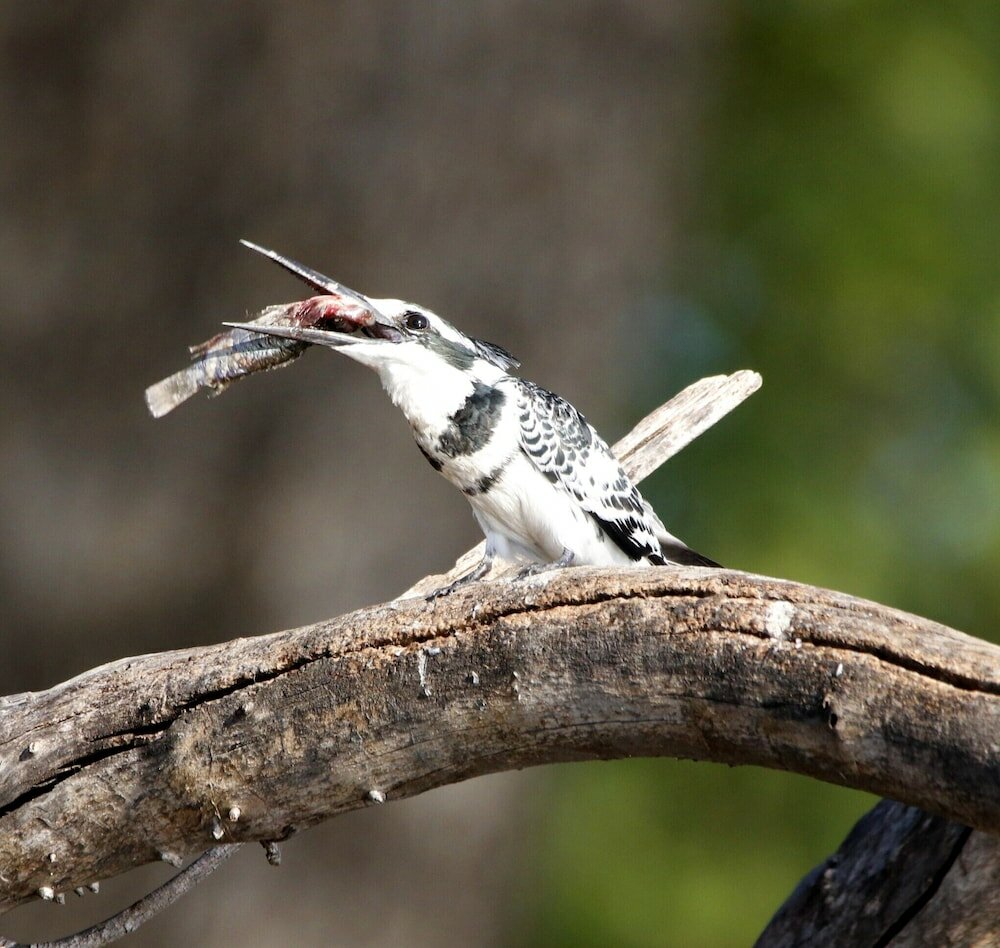 Фото Tlou Safari Lodge