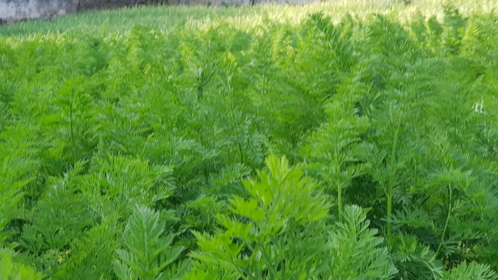 Фото Chandrasobana