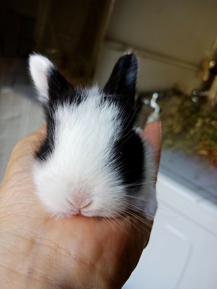 Фото Lily Village