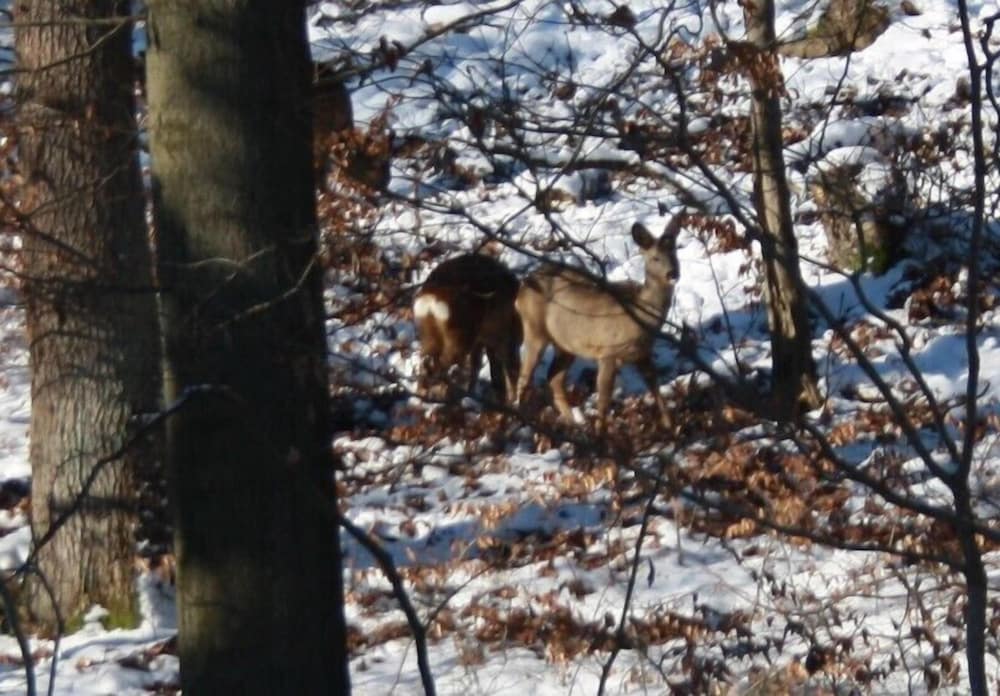 Фото Ferienwohnungen Oberharzblick