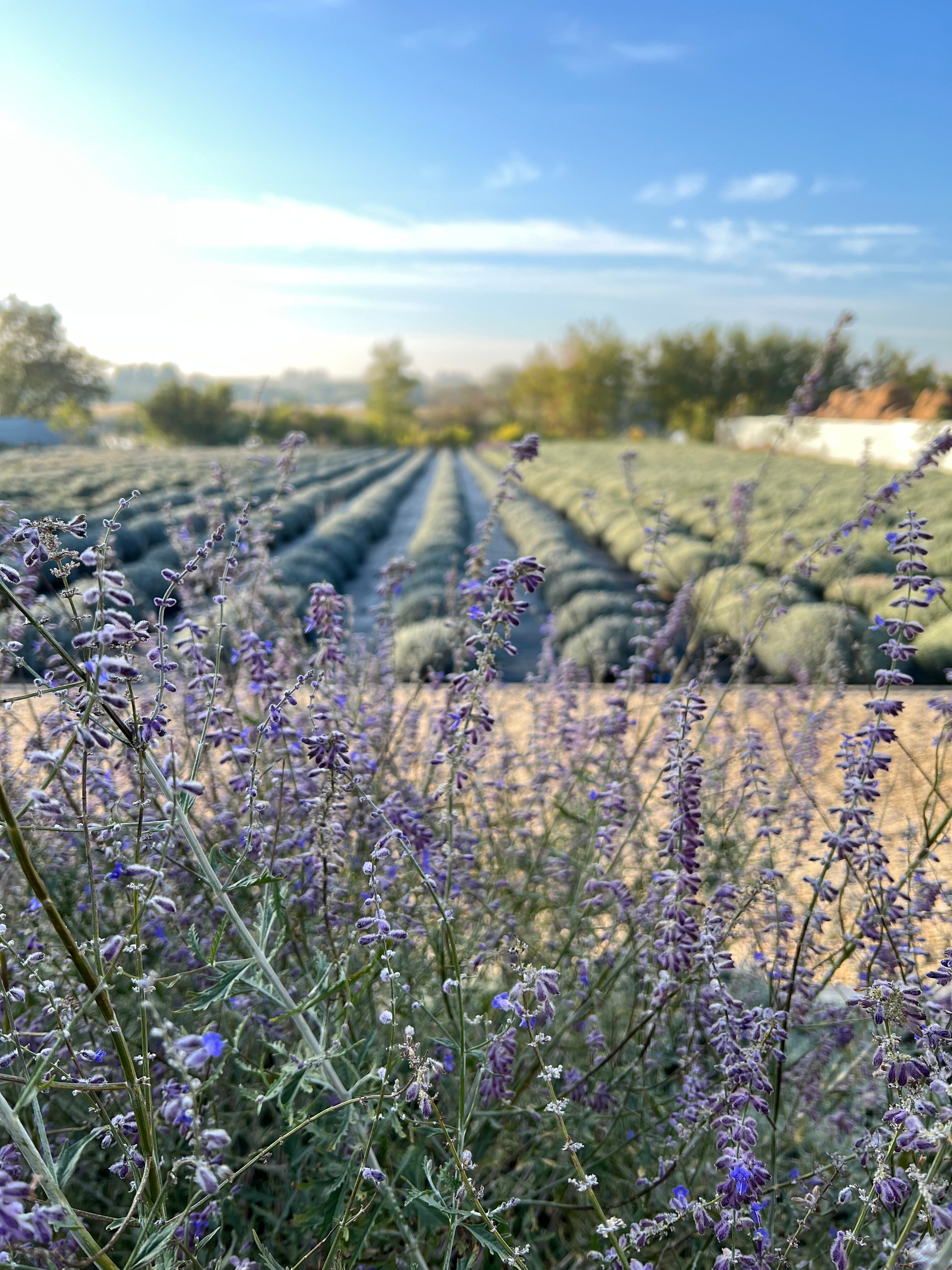 Фото Лавандовые холмы