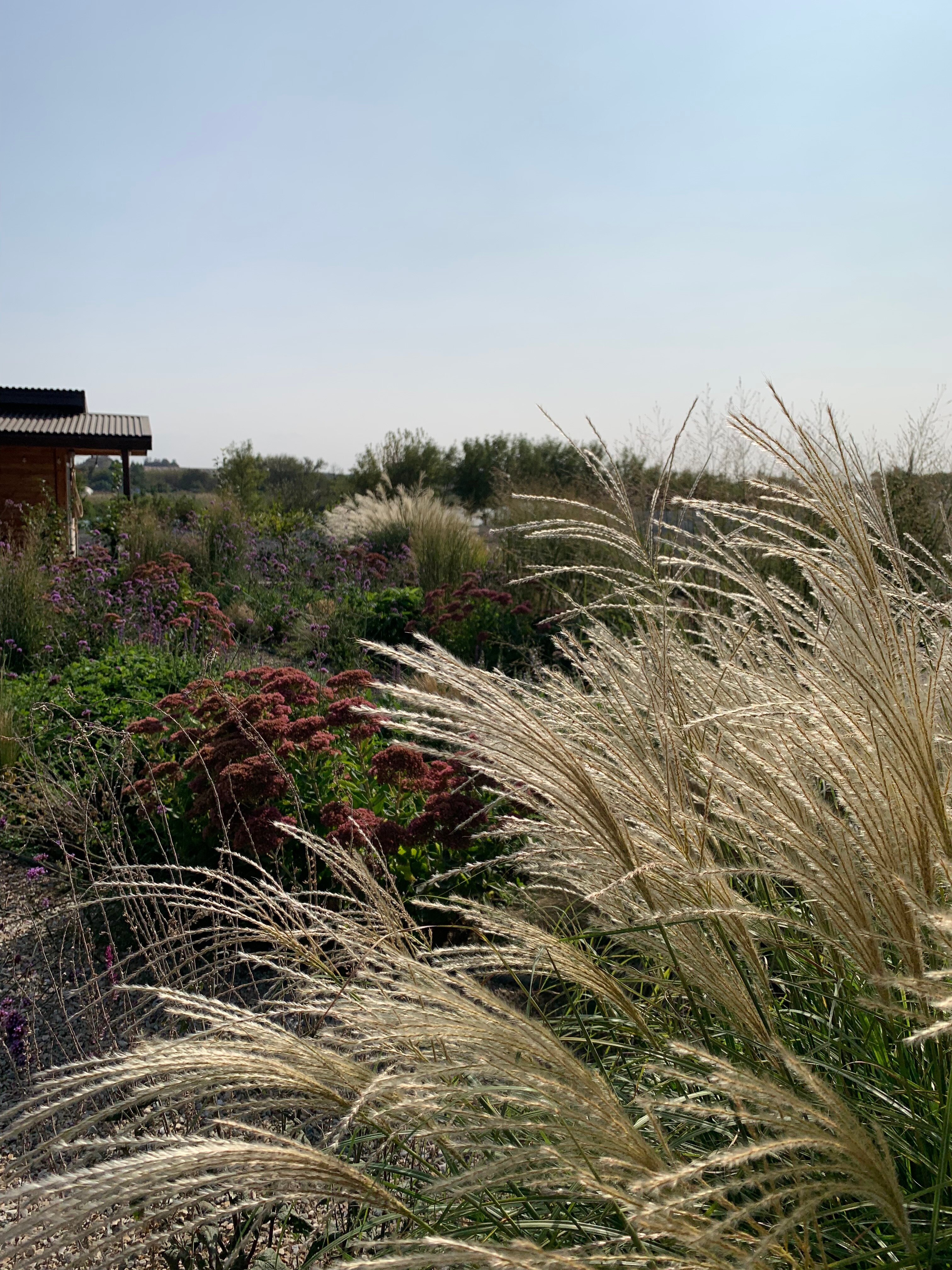 Фото Лавандовые холмы