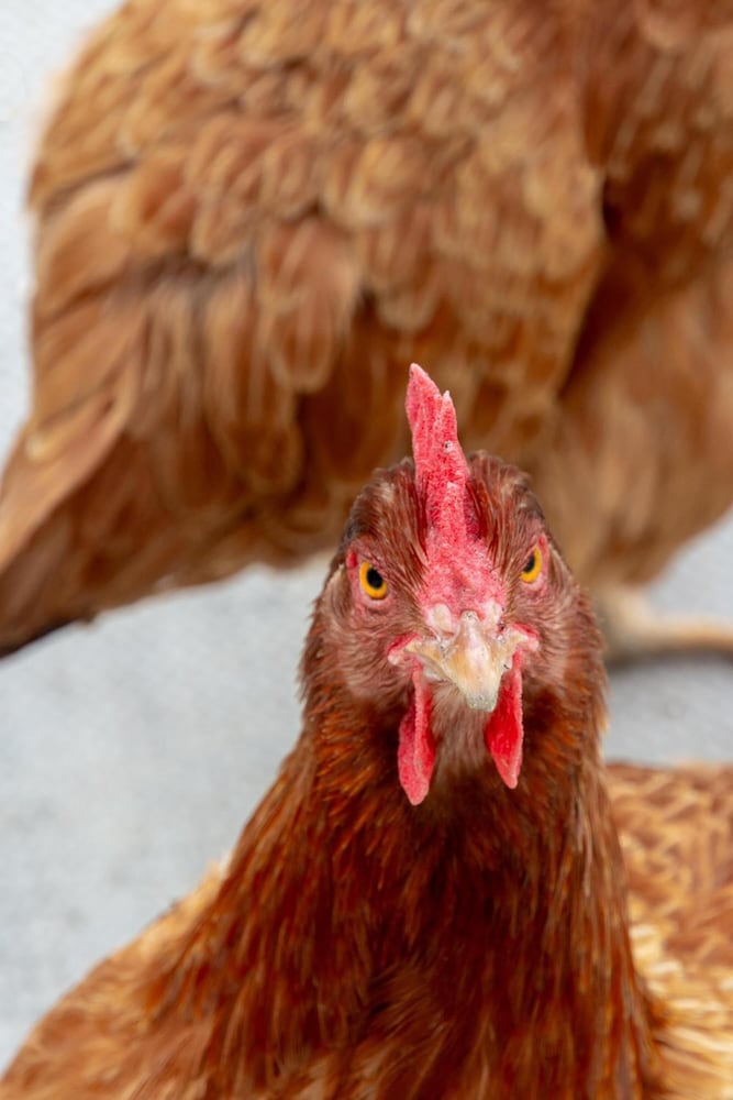 Фото B&b Sotto Le Stelle