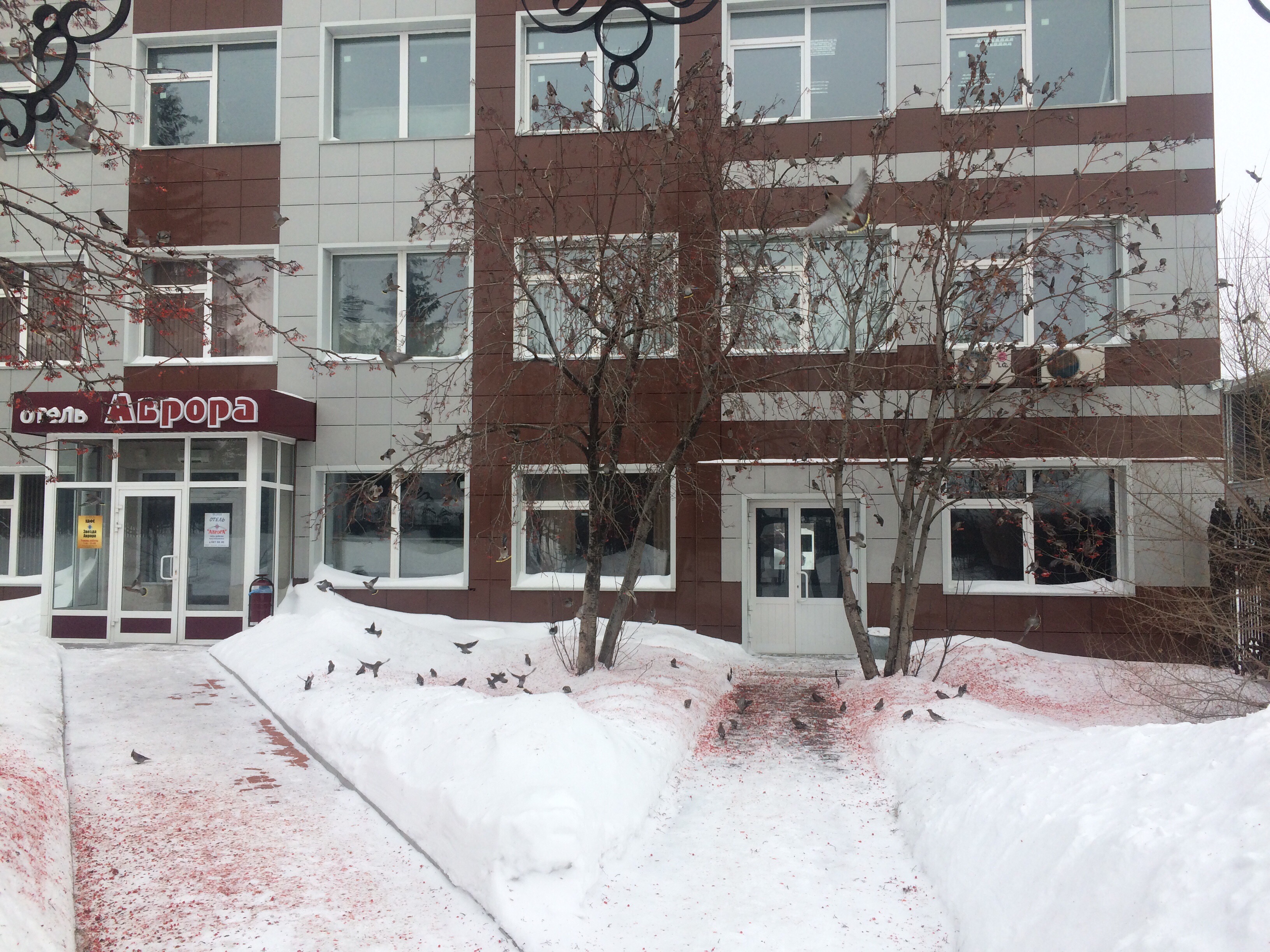 Фото Аврора