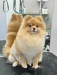 Teddy&Berry (Molodyozhnaya Street, 54), pet salon