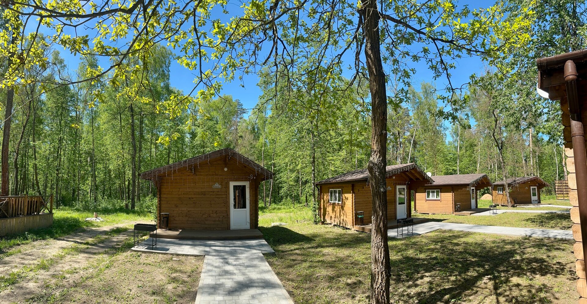 Фото Подберёзовик