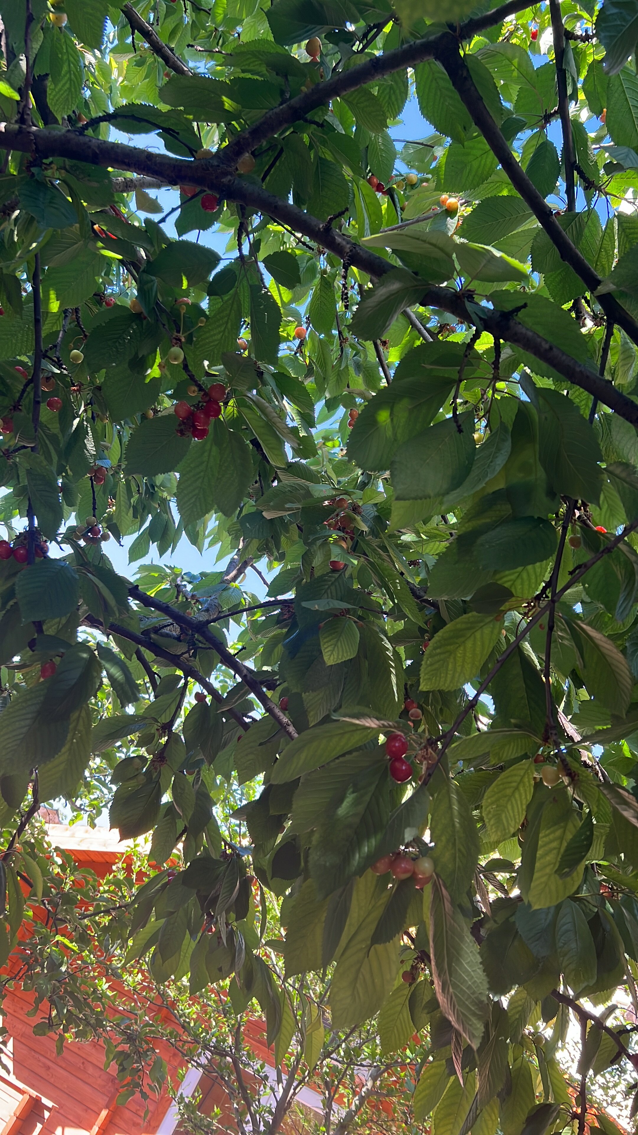 Фото Лесная быль