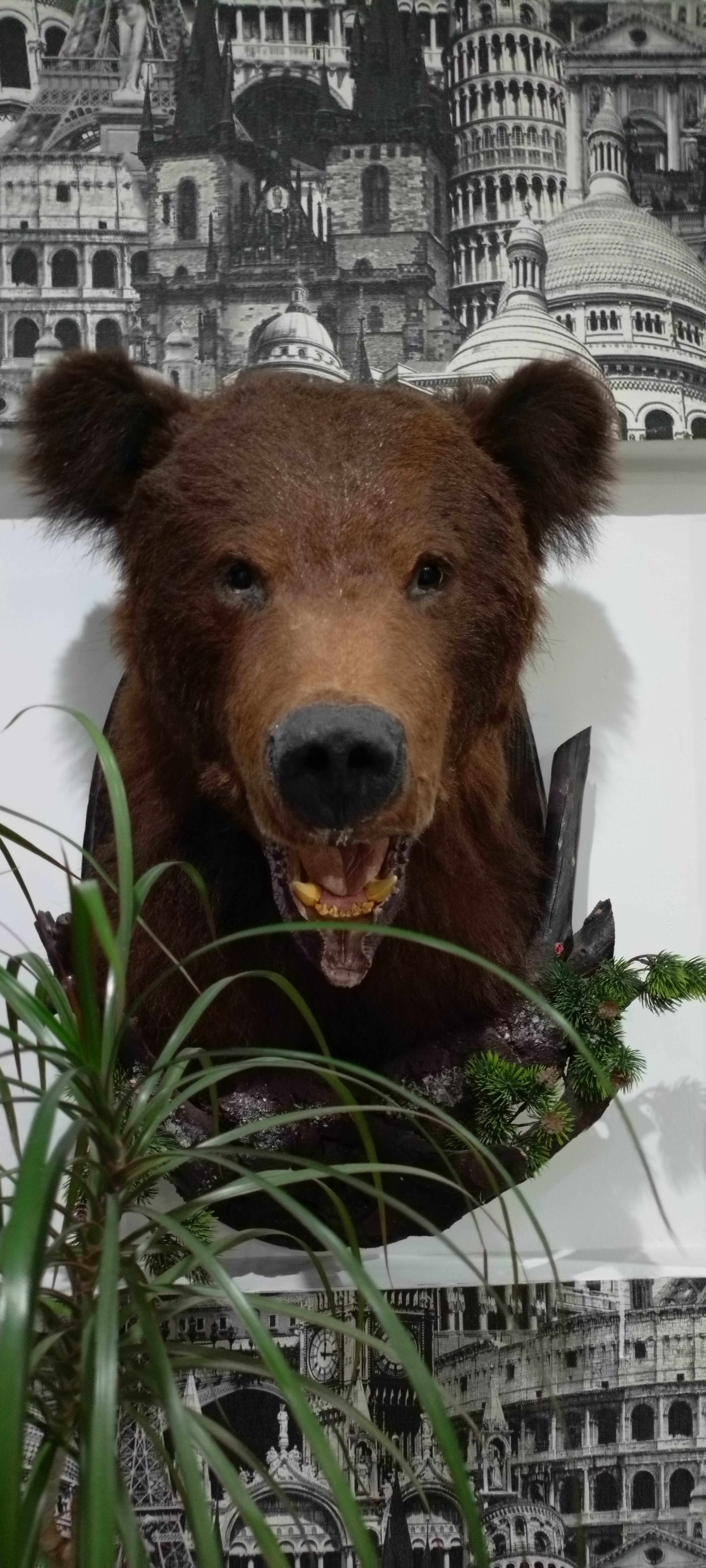 Фото Медвежий угол