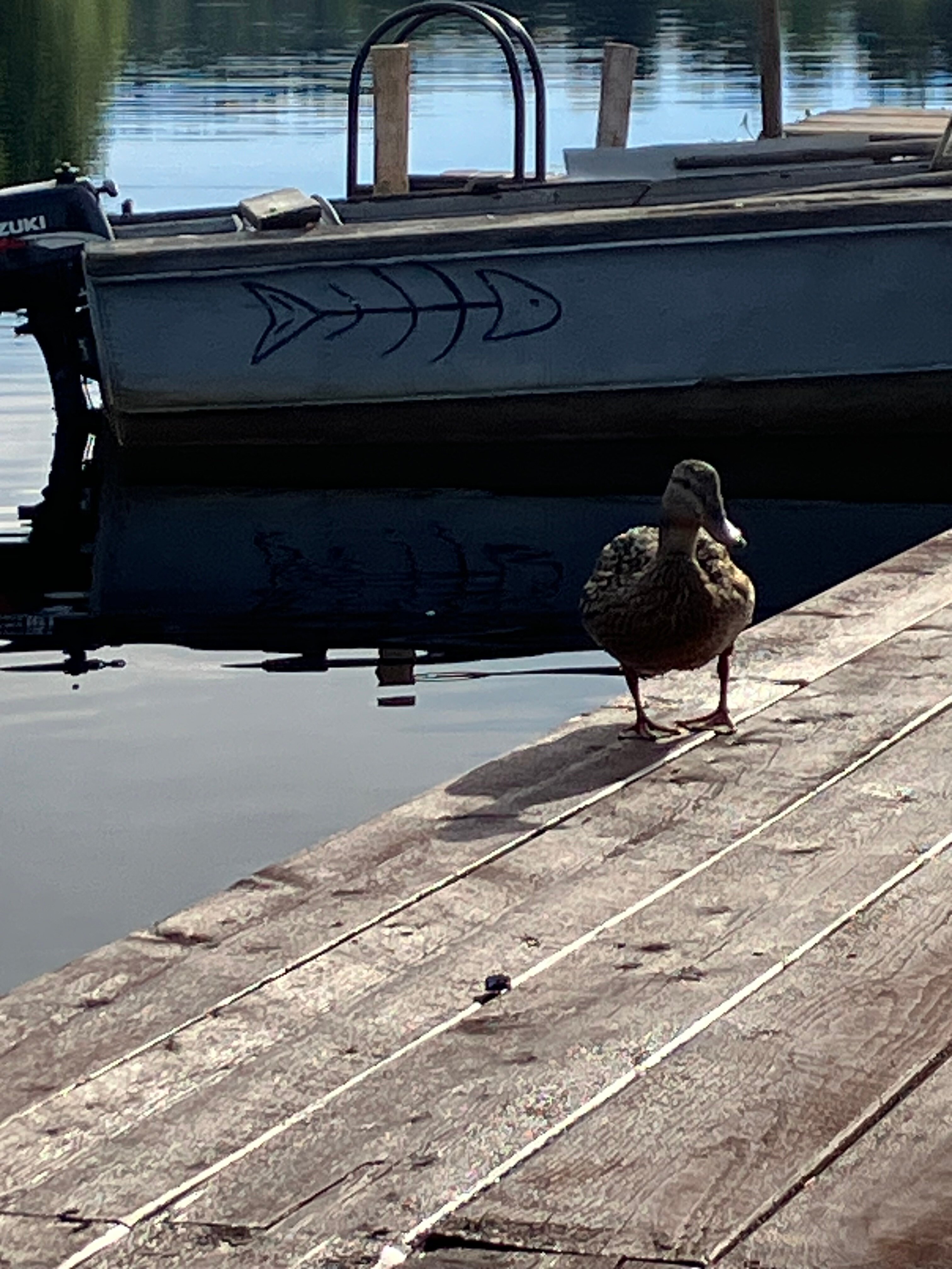 Фото Тулокса