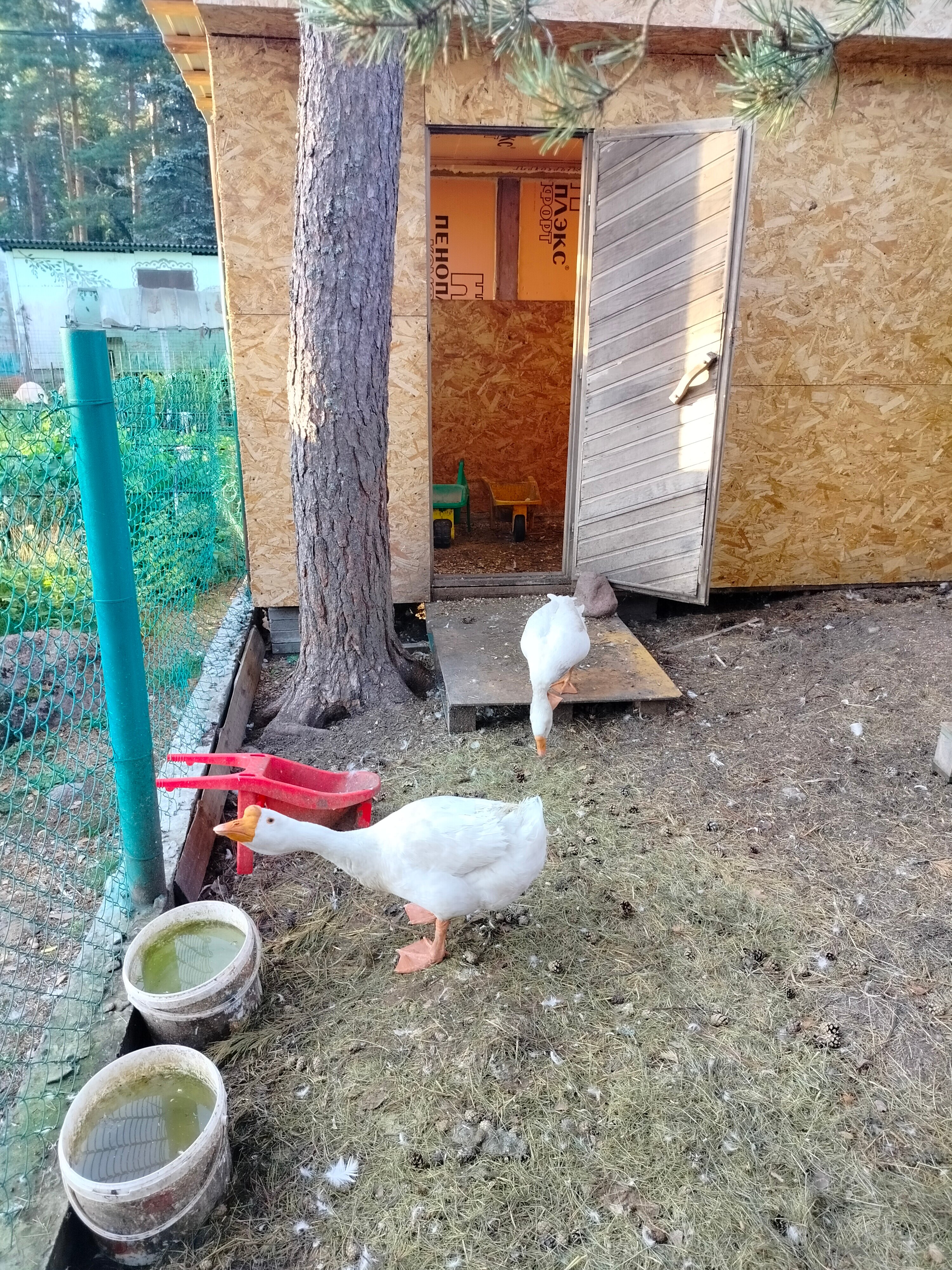 Фото Макслахти