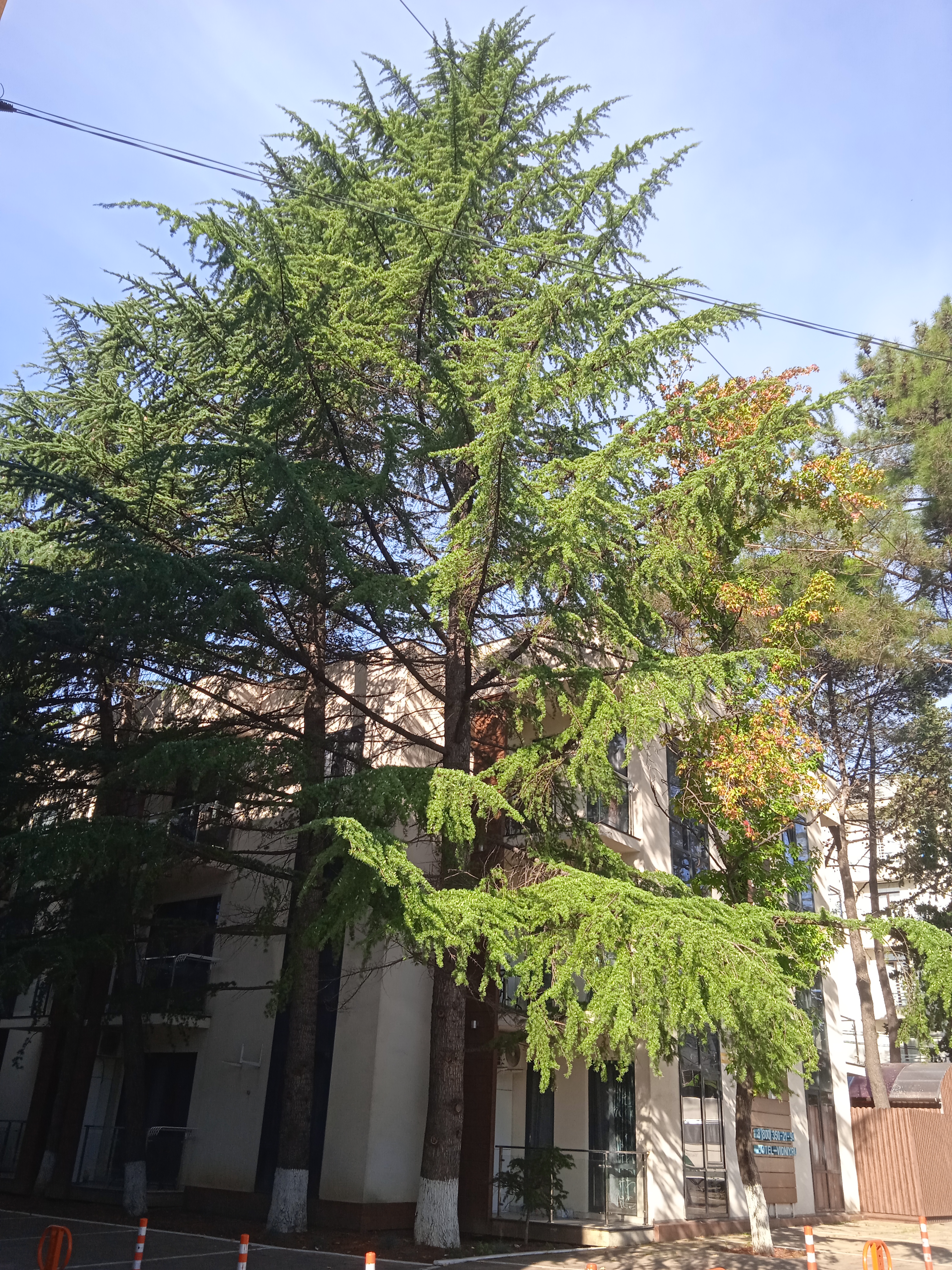 Фото Видный