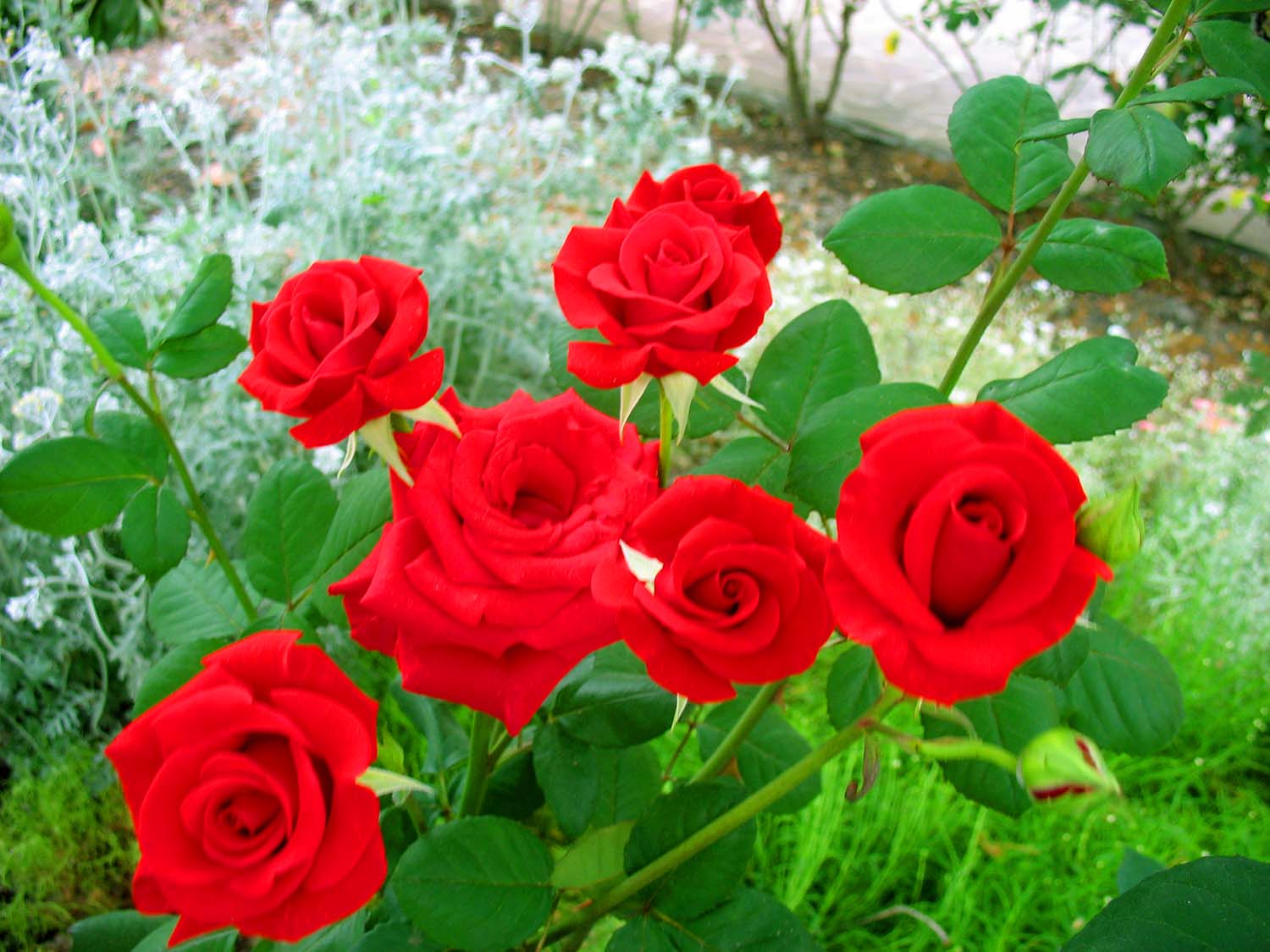 Фото Пансионат Орхидея