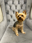 Lounge Groom (Gastello Street, 3) ، صالون حيوانات أليفة