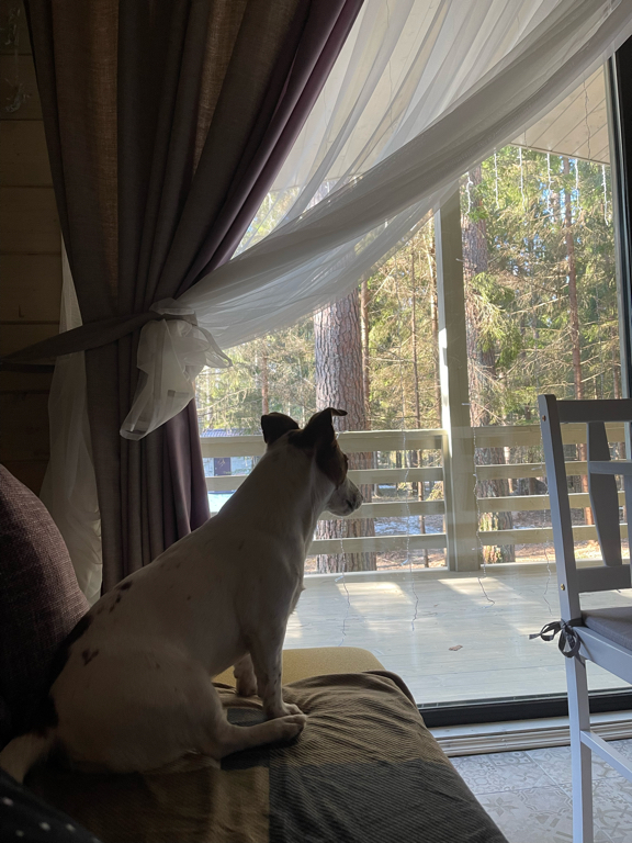 Фото Коттеджи в сосновом бору