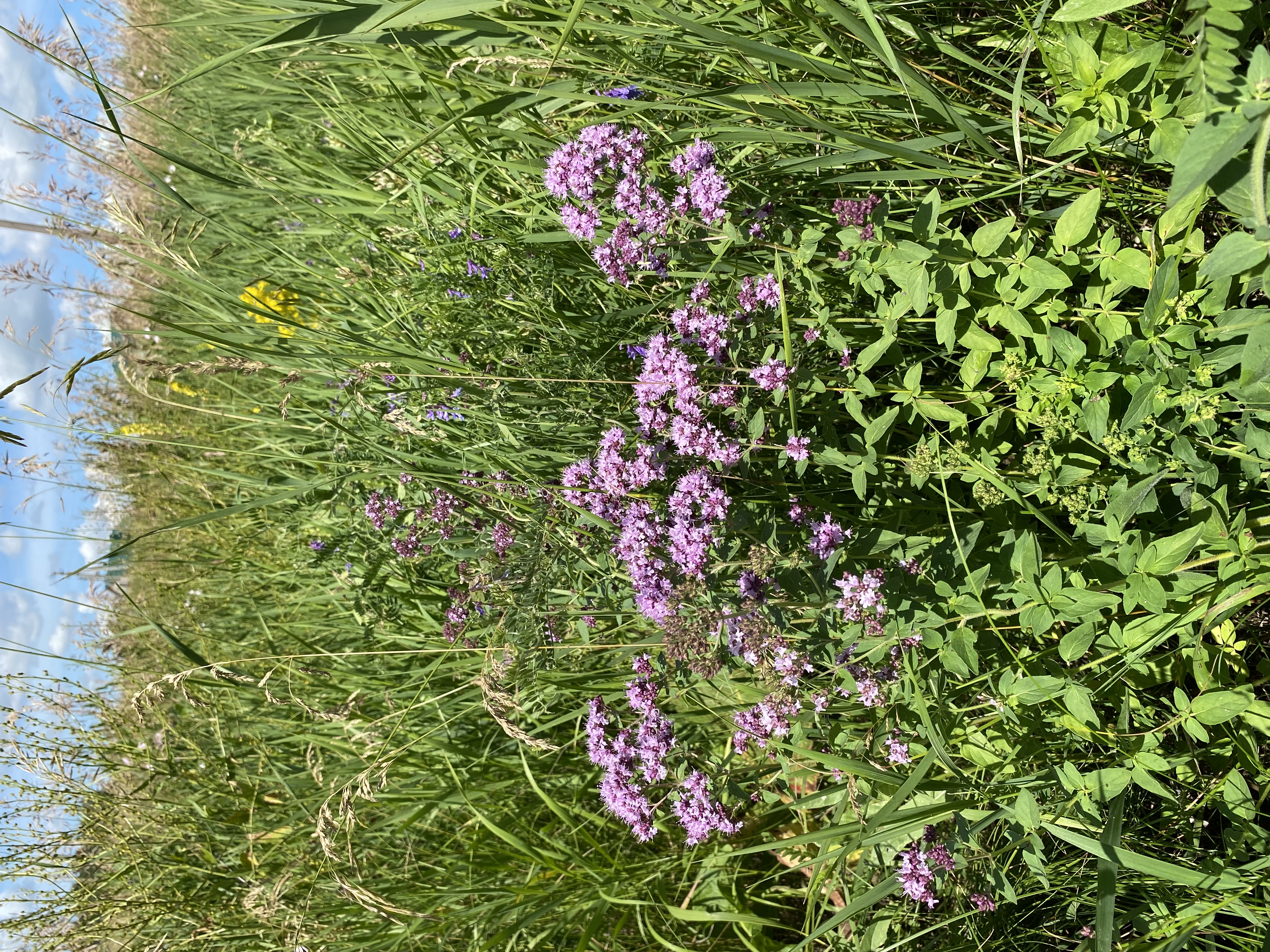 Фото Удачная дача