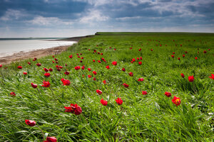 Gosudarstvenny prirodny zapovednik Chernyye zemli (Republic of Kalmykia, Chernozemelskiy rayon), nature reserve