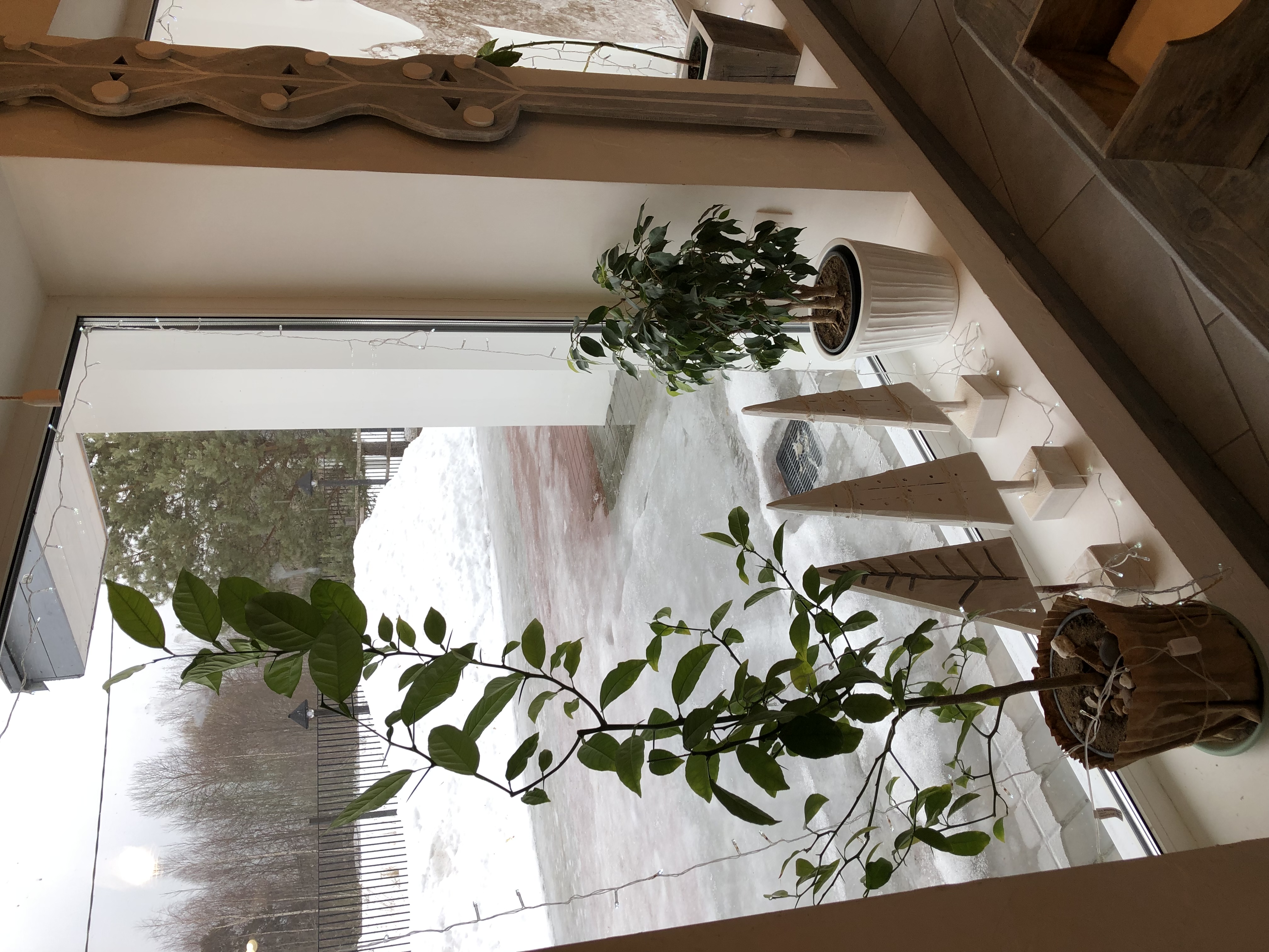 Фото Лосьпробежал