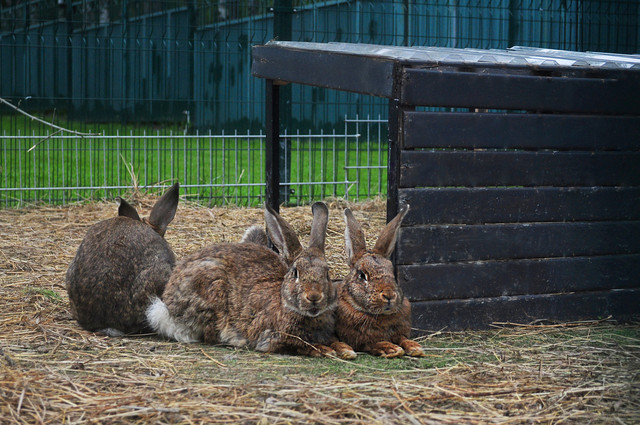 Фото Сосновый бор