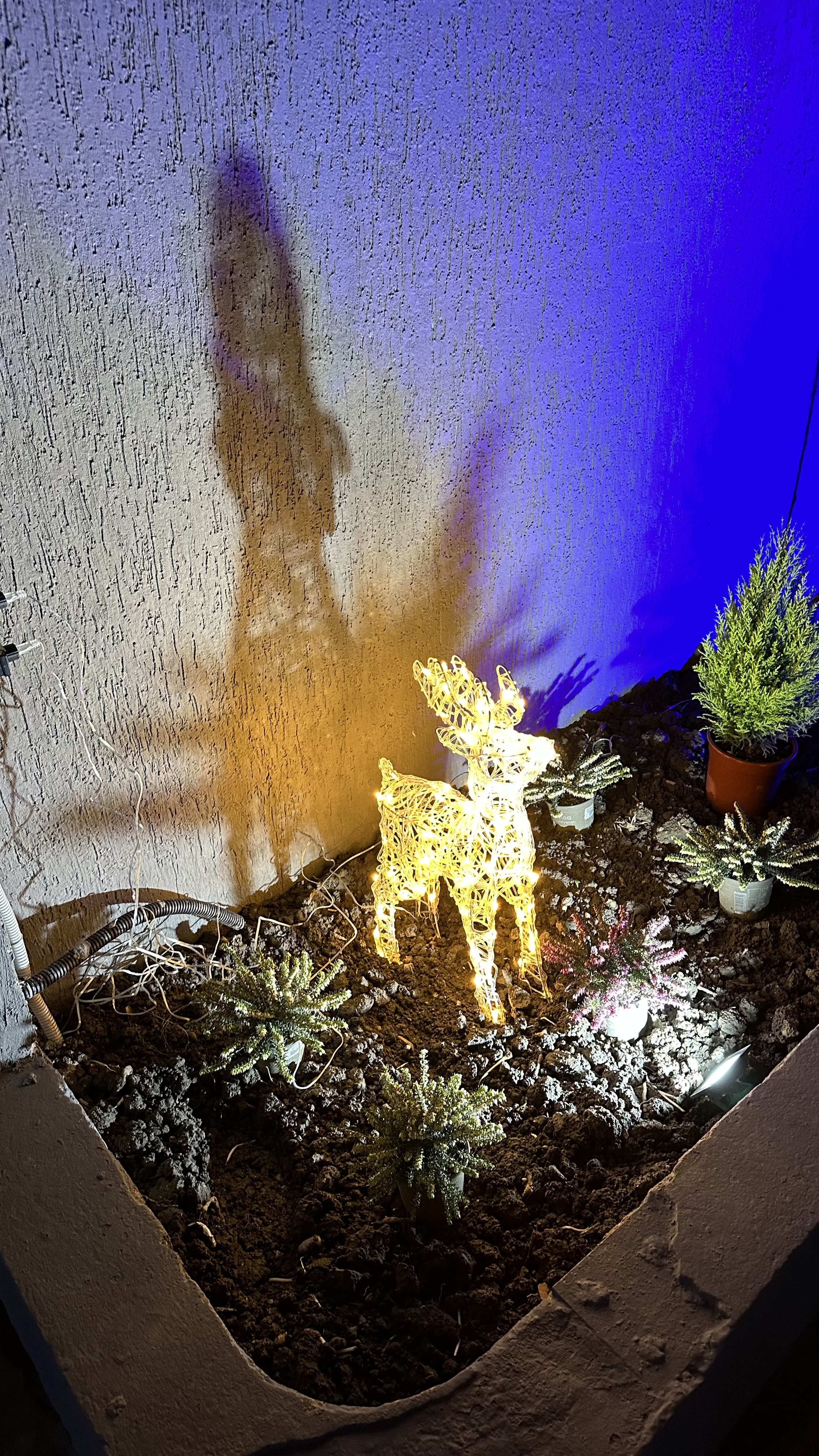 Фото Альконт-Сириус