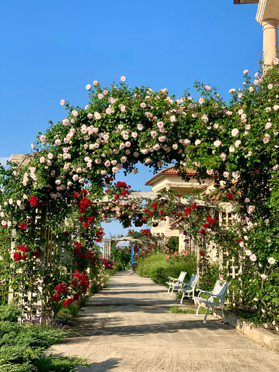 Фото Александрия