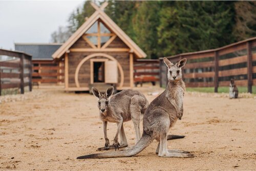 Zoo Сафари-парк Изумрудный лес, Moscow and Moscow Oblast, photo