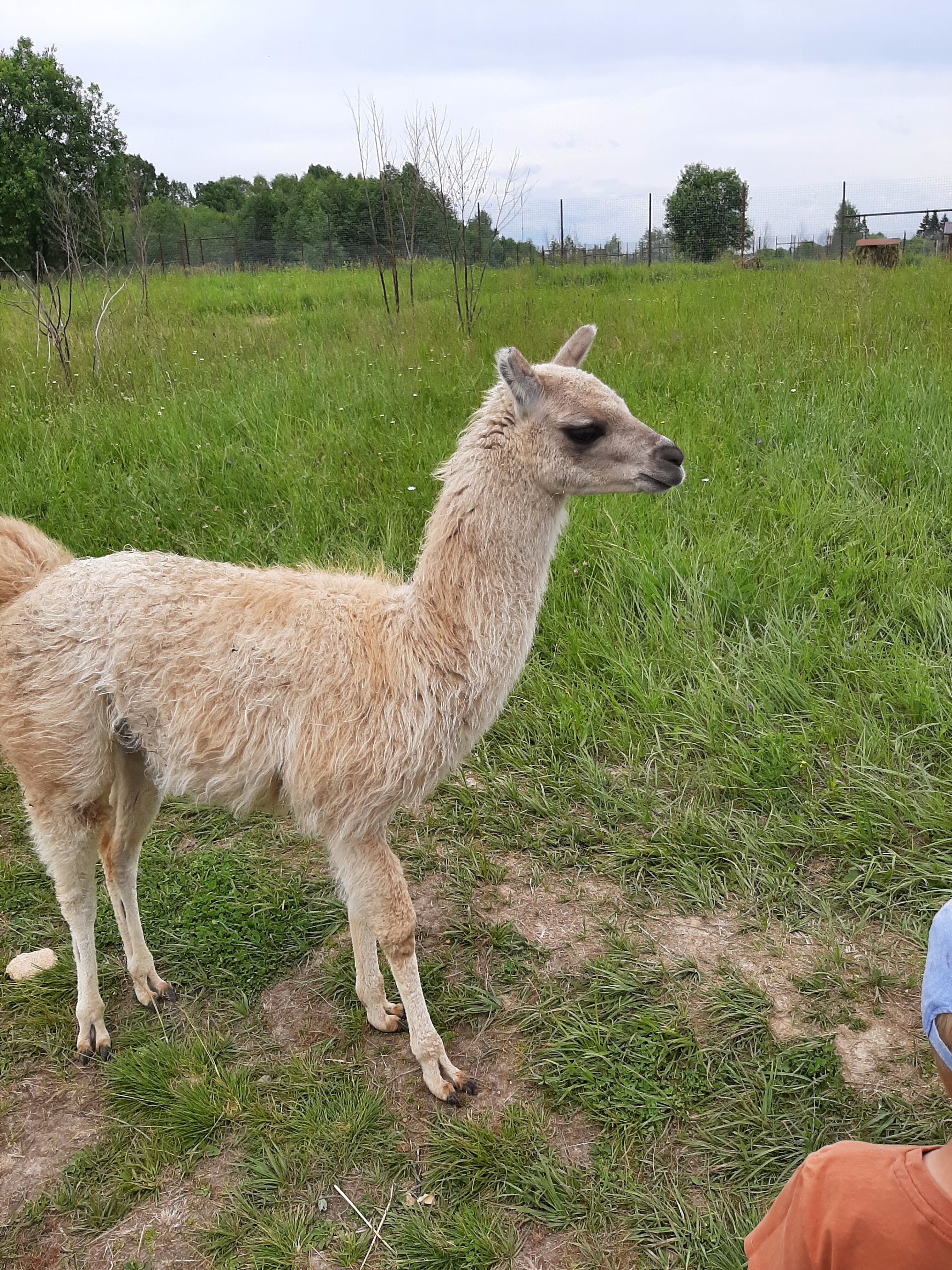 Фото Sheluha house