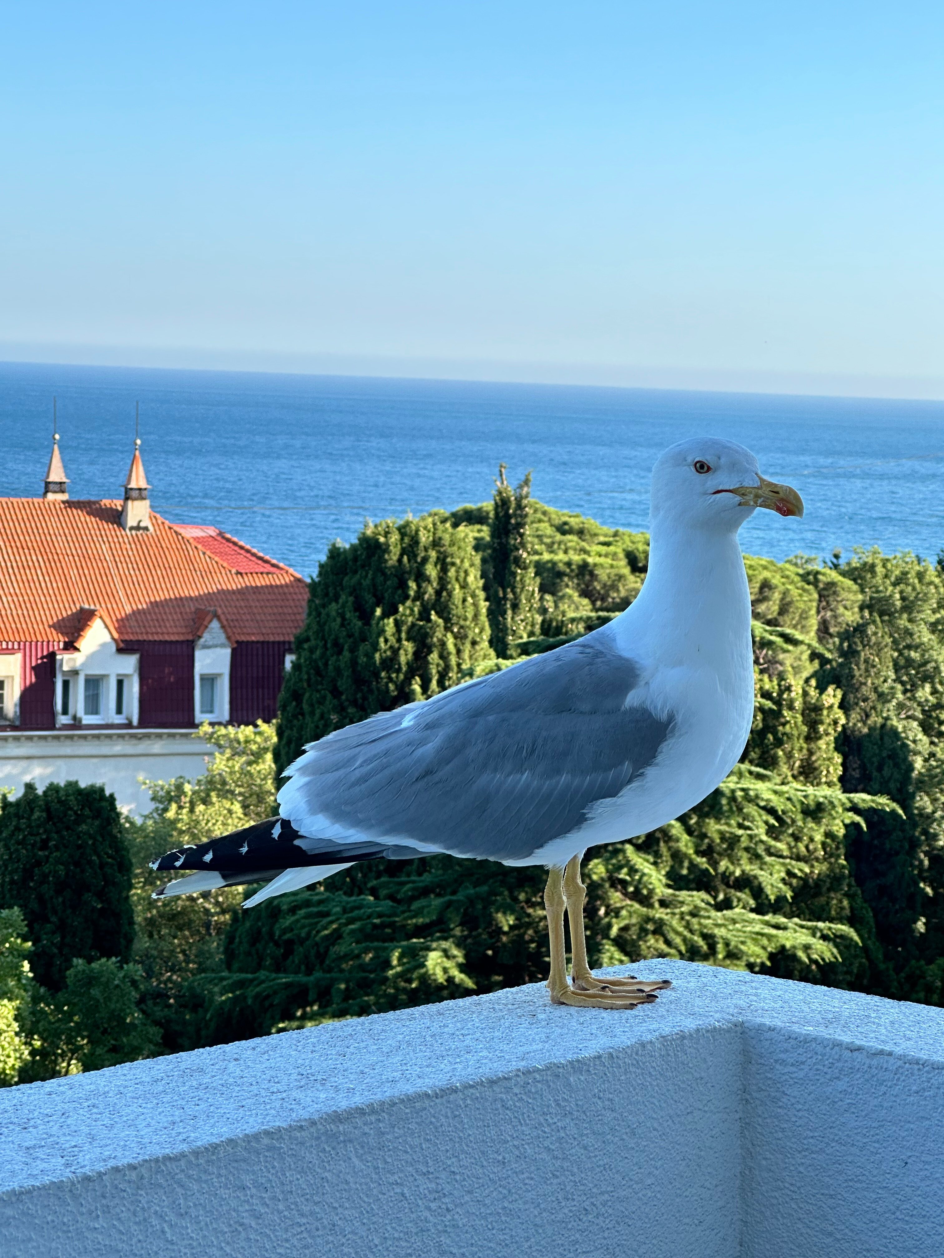 Фото Вилла Виктория