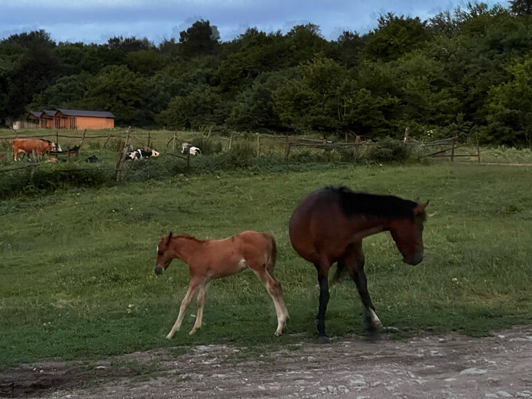 Фото КФХ Родник