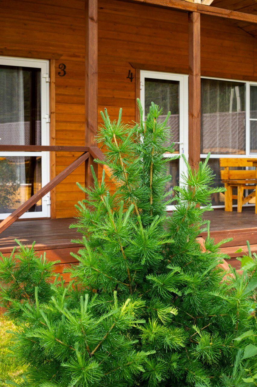 Фото Радость