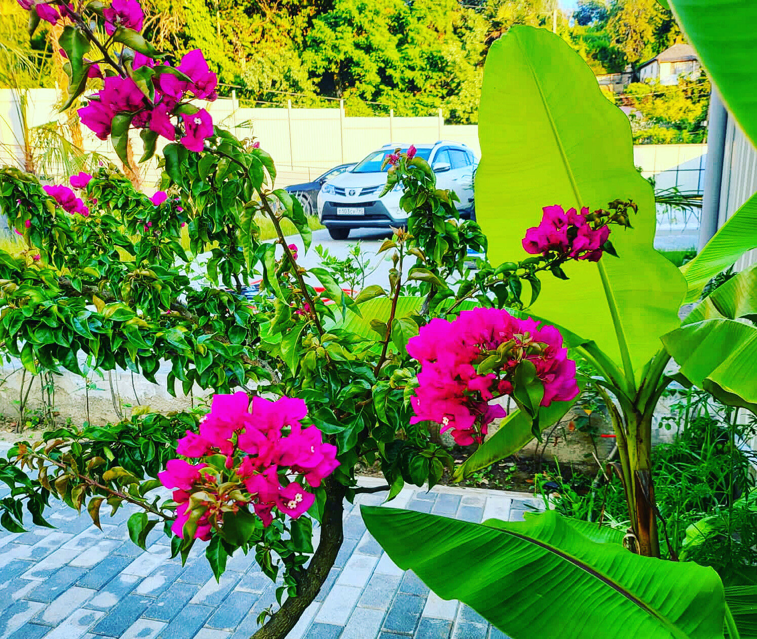 Фото Лимончелло