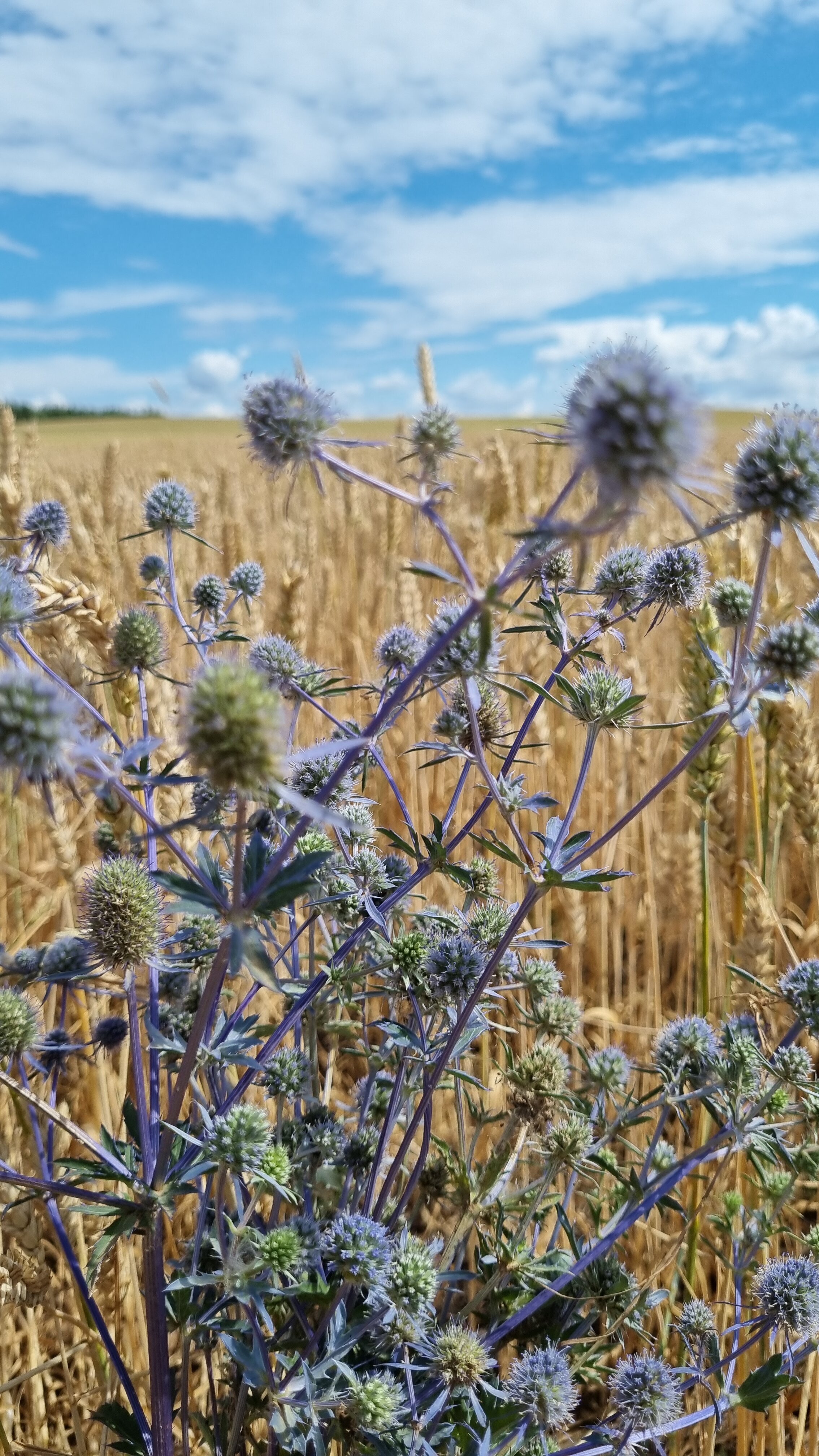 Фото Камское house