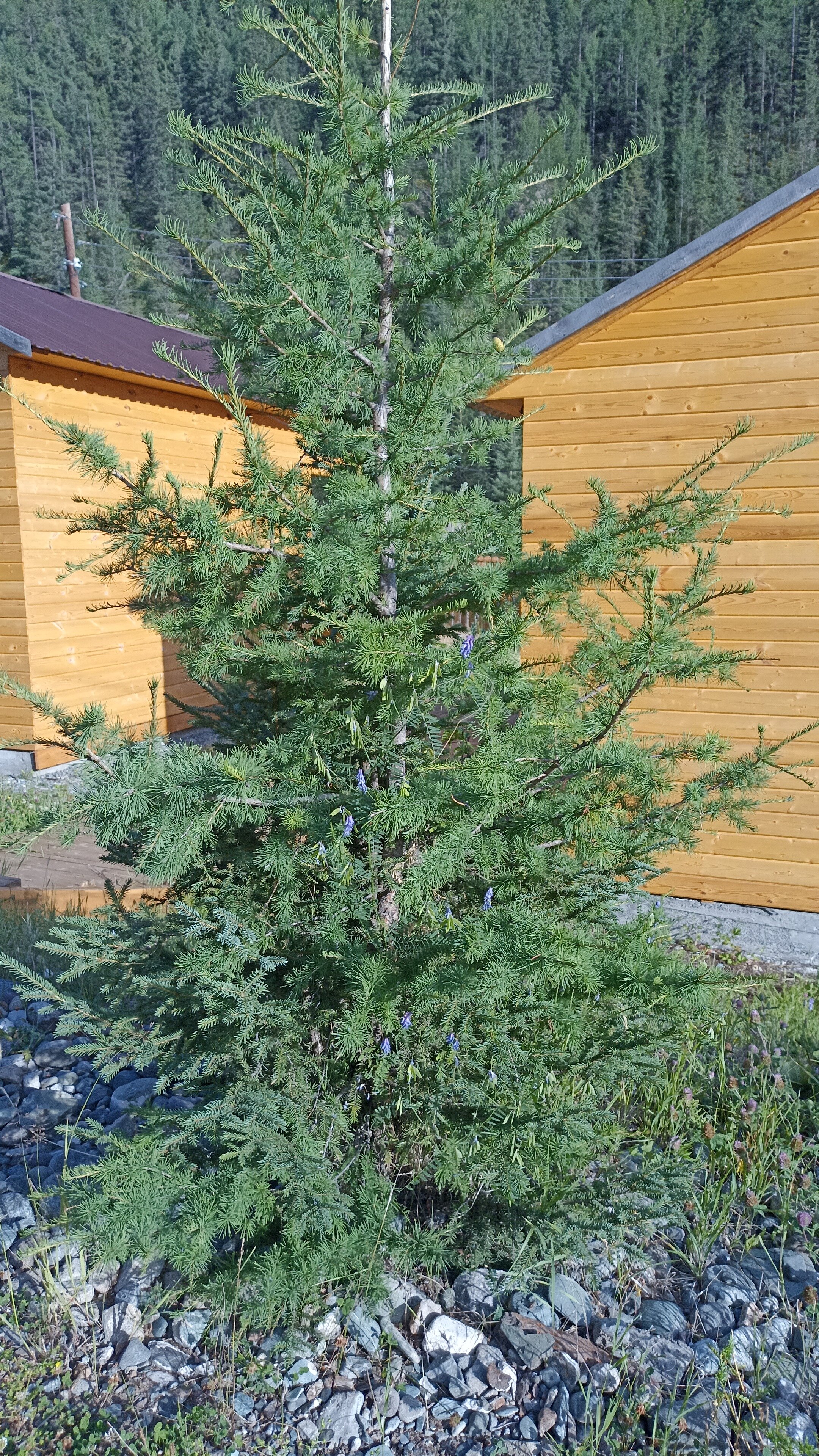 Фото Алатау