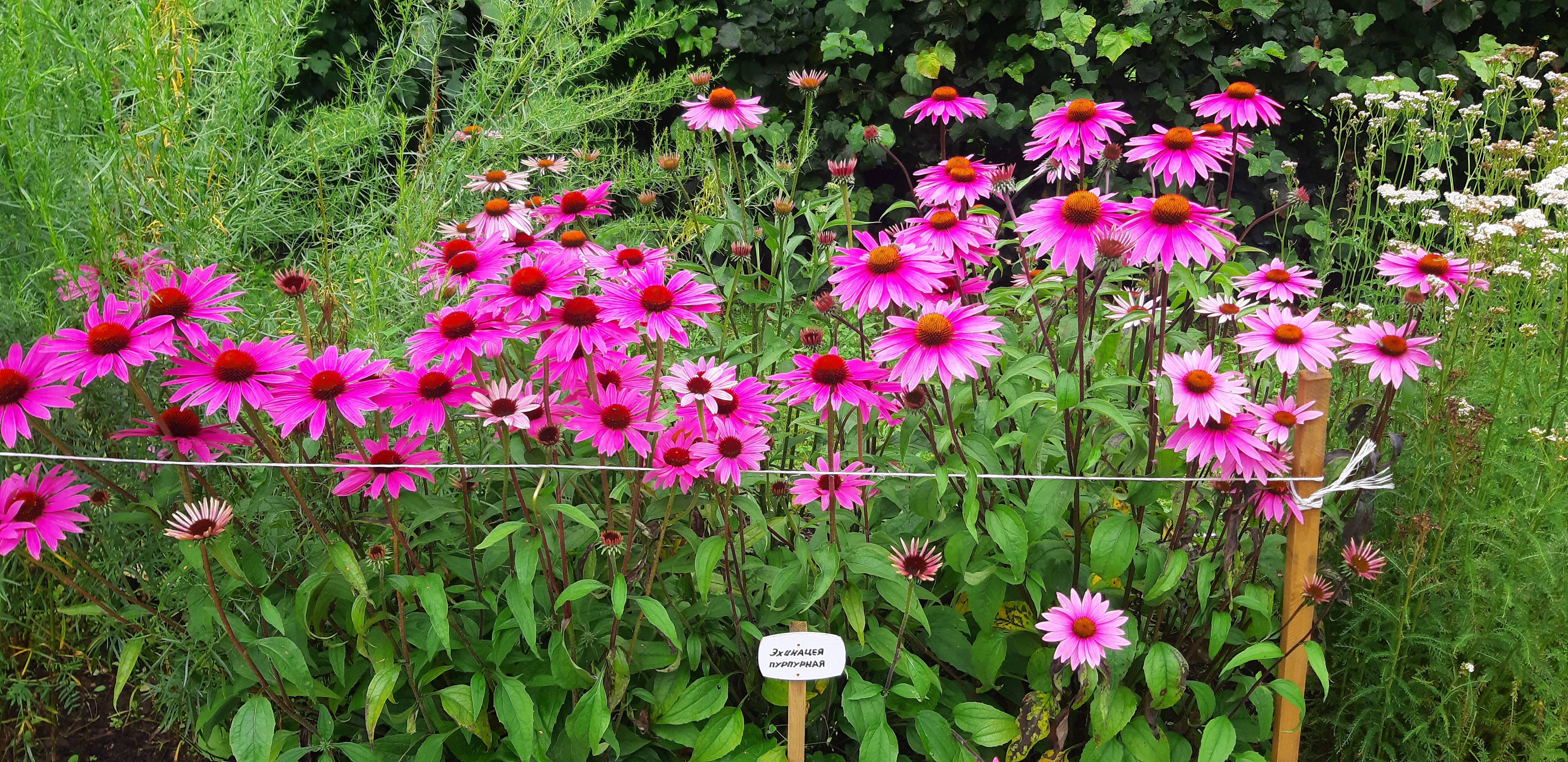 Фото Пушкиногорье