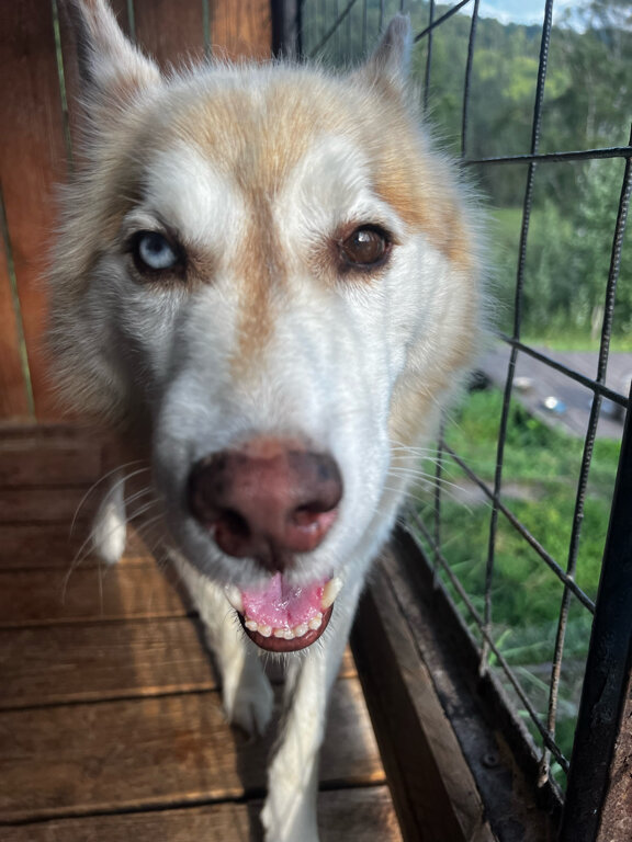 Фото Большие Коты