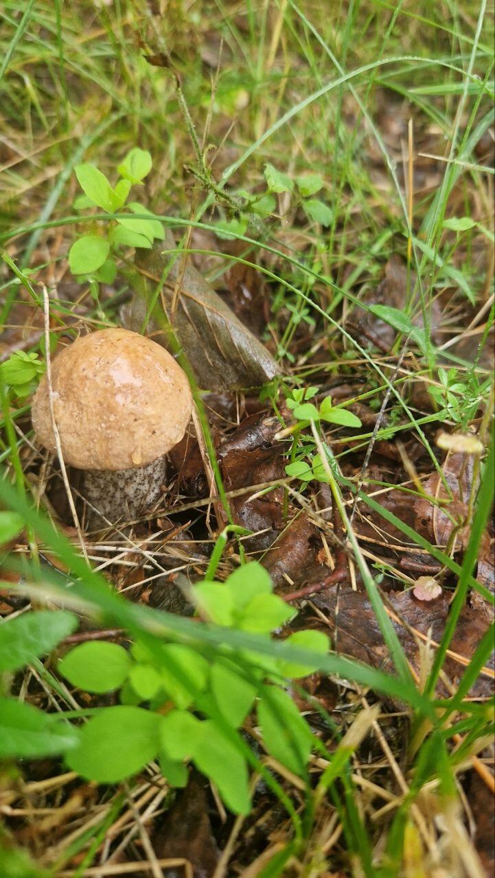 Фото Дом в лесу Холмово