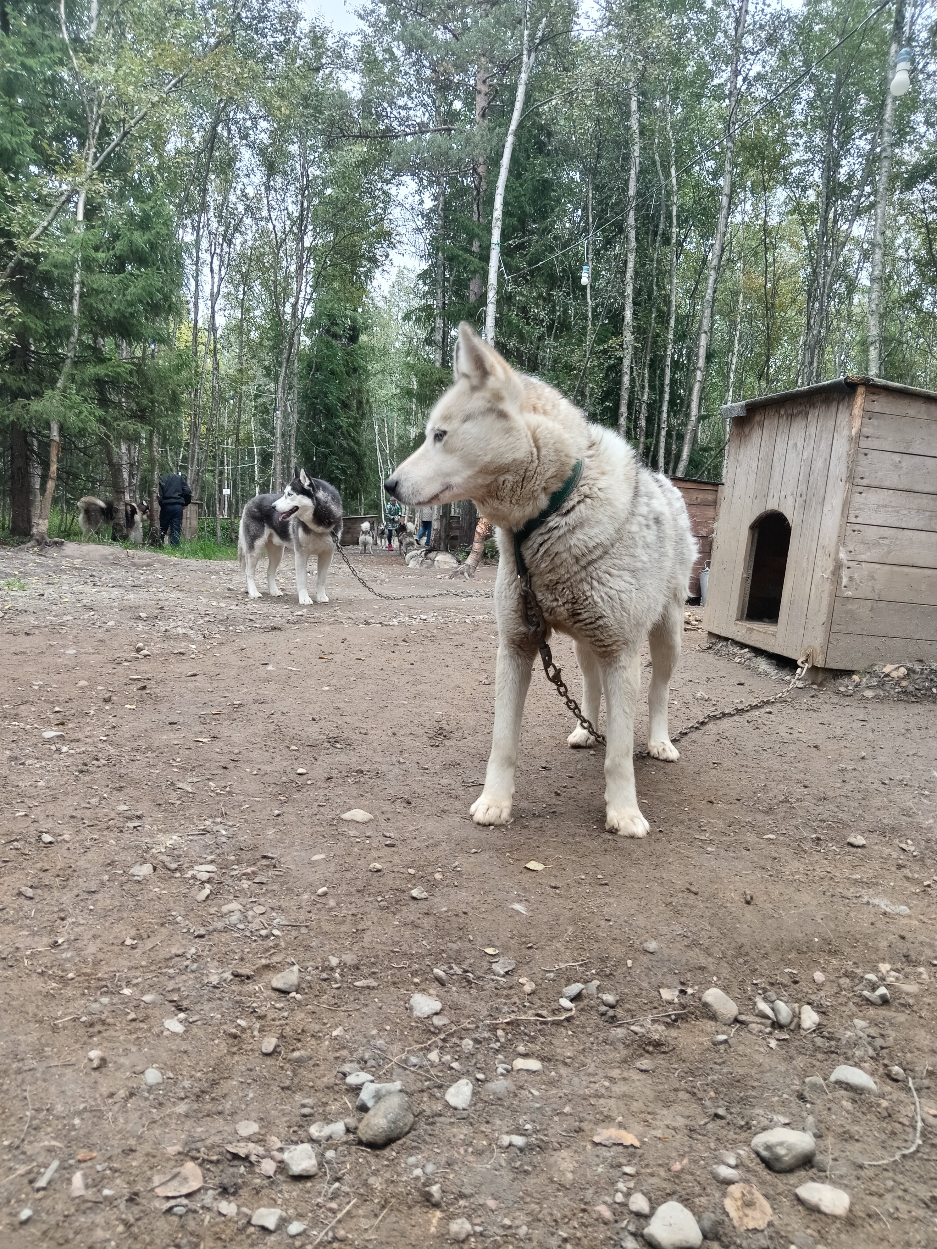 Фото Северное сияние