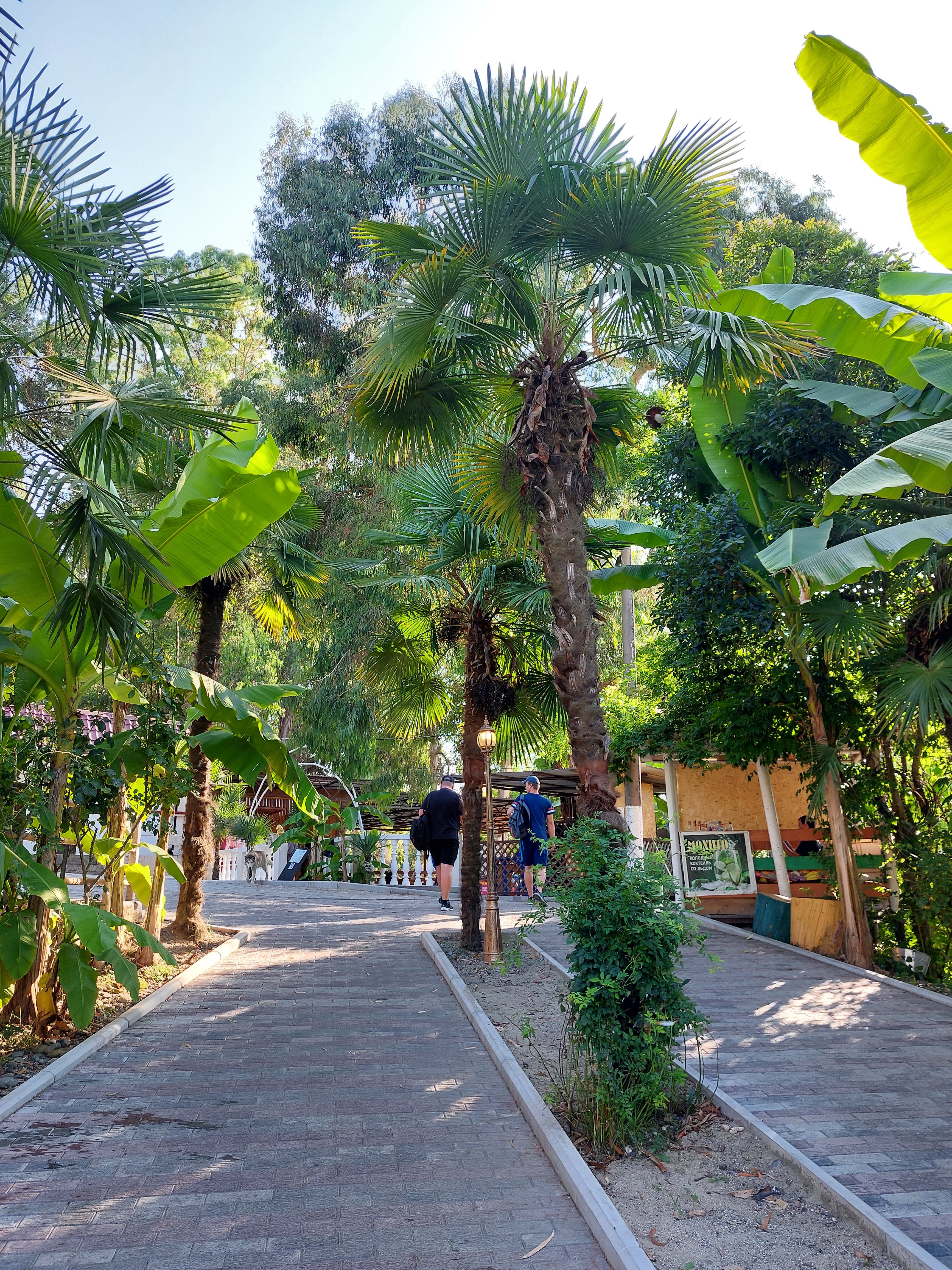 Фото Эвкалиптовая роща